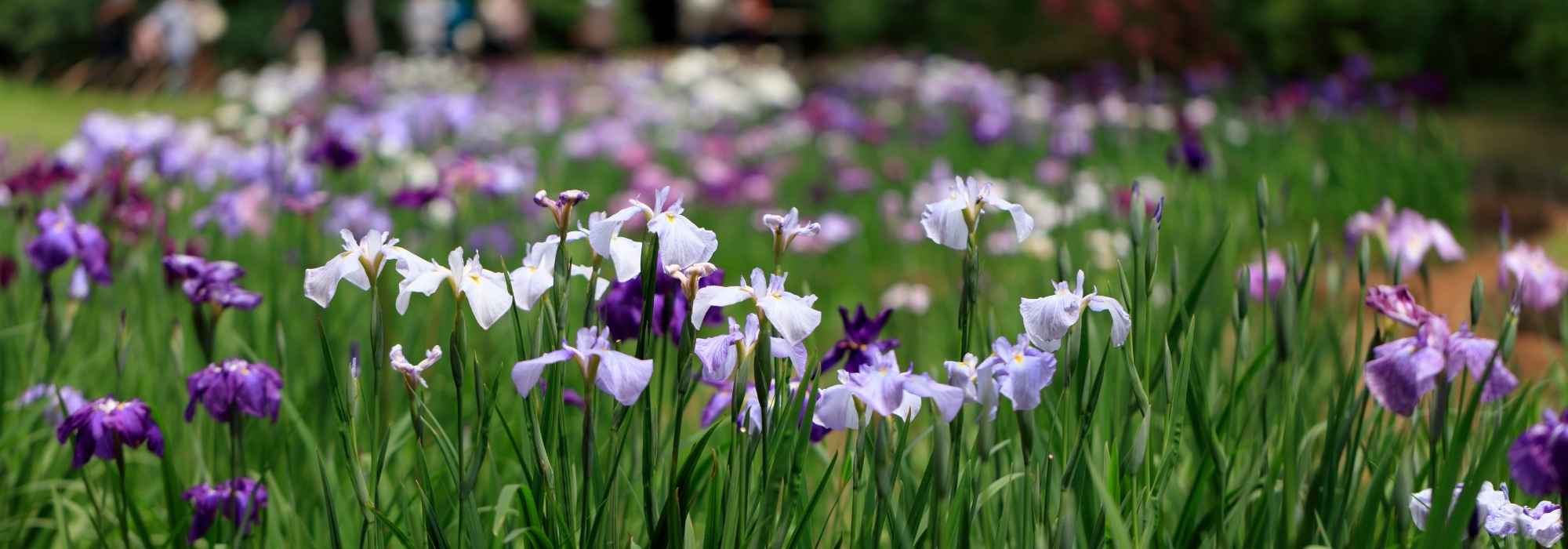 Iris en macizo, en la orilla de la charca, a la sombra… Manual de instrucciones