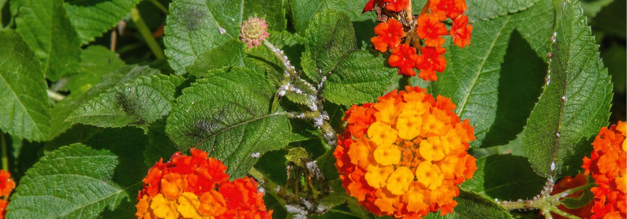 Enfermedades y parásitos del Lantana: ¿cómo reconocerlos y tratarlos?