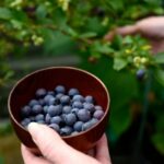 ¿Cómo cosechar y conservar los arándanos?