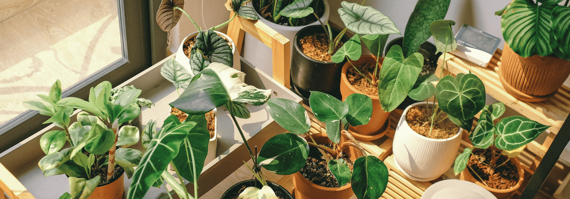 Plantas de interior: 8 errores frecuentes que conviene evitar en verano