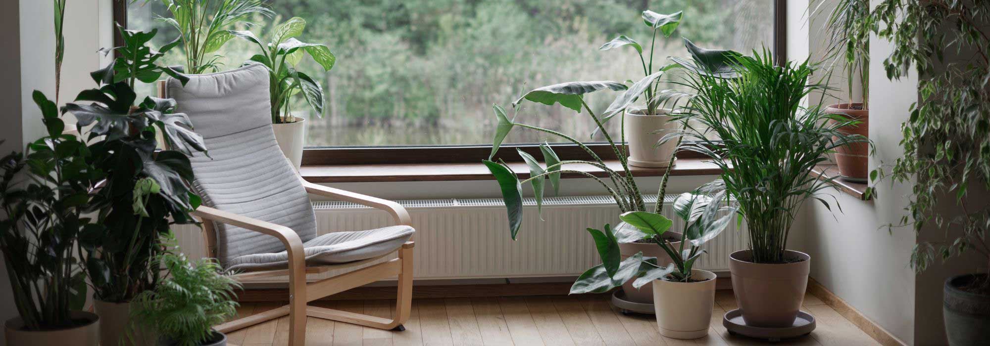 Calículo: ¿qué plantas de interior para refrescar la casa?