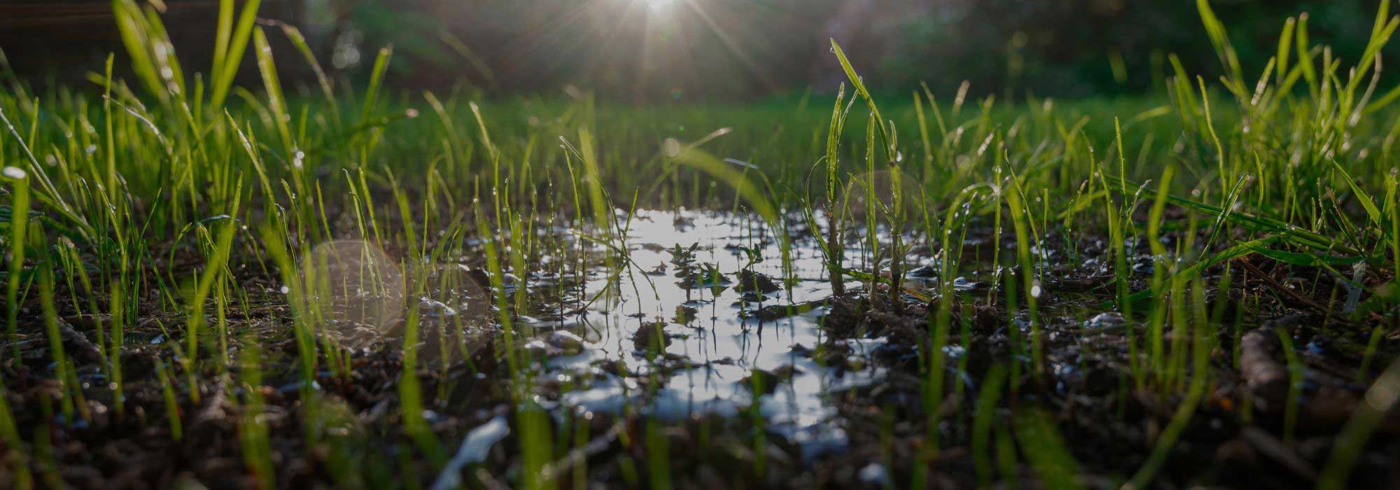 ¿Cómo ayudar al suelo a retener el agua?
