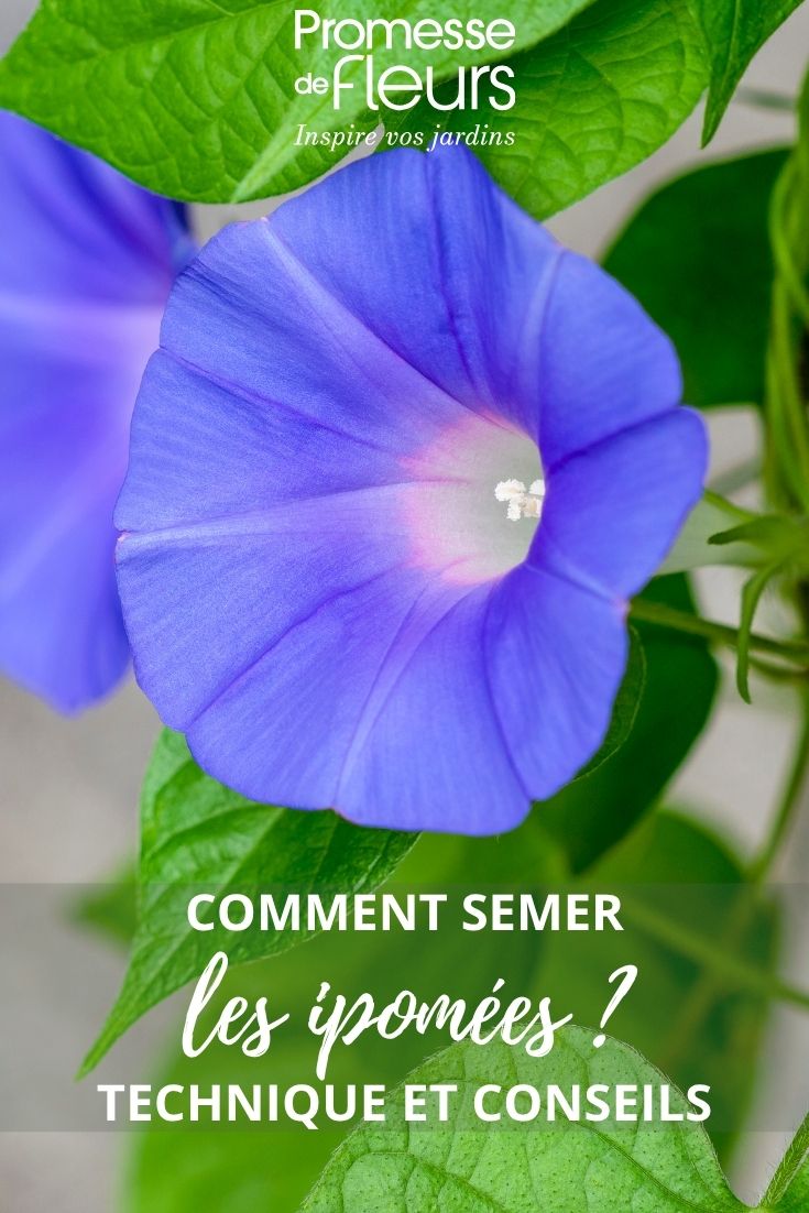 flor de Ipomaceae azul