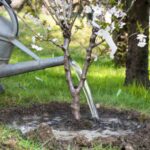 ¿Cómo hacer una cuenca de riego en el pie de una planta?