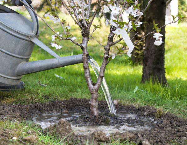 ¿Cómo hacer una cuenco de riego en el pie de una planta?