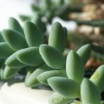 Haworthia: cuidados, esqueje y cultivo de esta pequeña planta suculenta