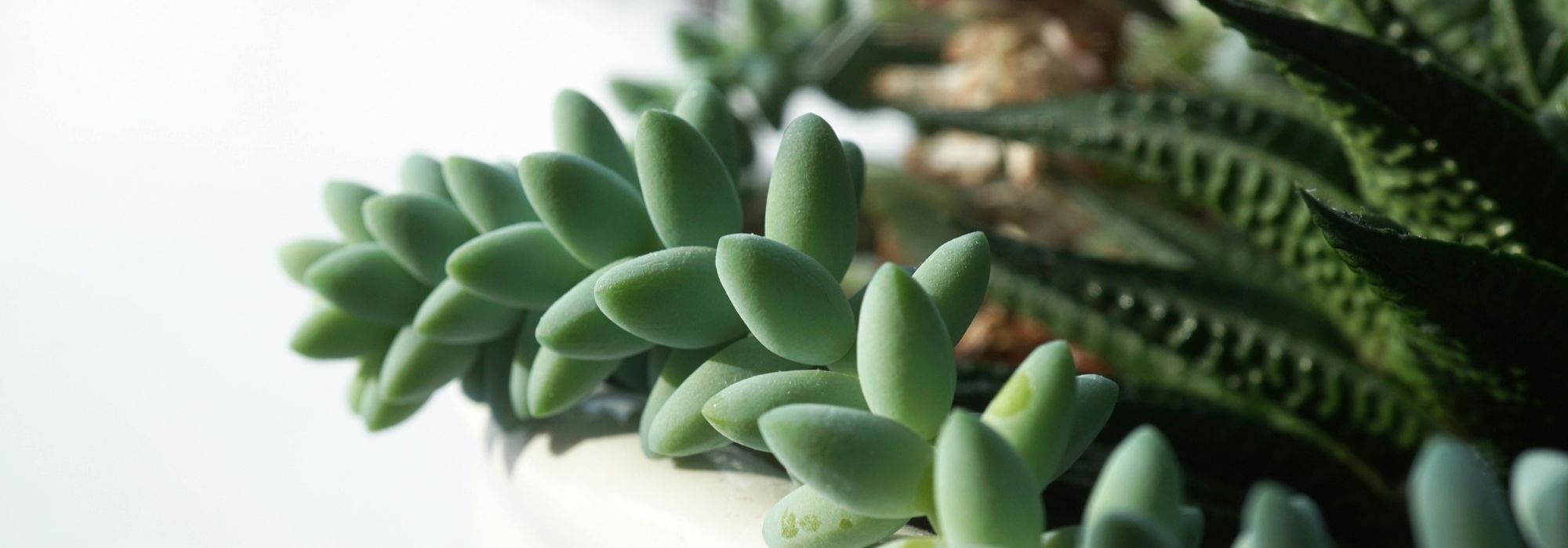 Haworthia: cuidados, esqueje y cultivo de esta pequeña planta suculenta