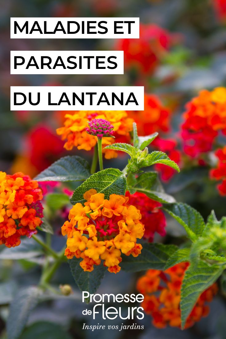 flores de la lantana