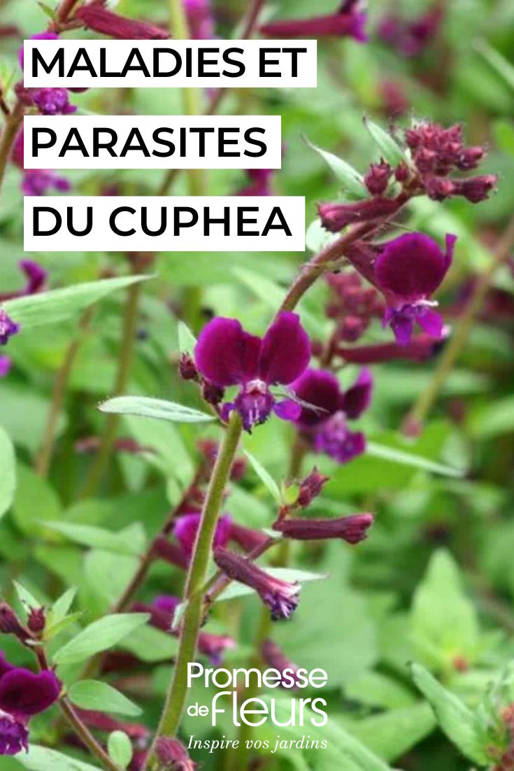 Flor de Cuphea Purple Passion