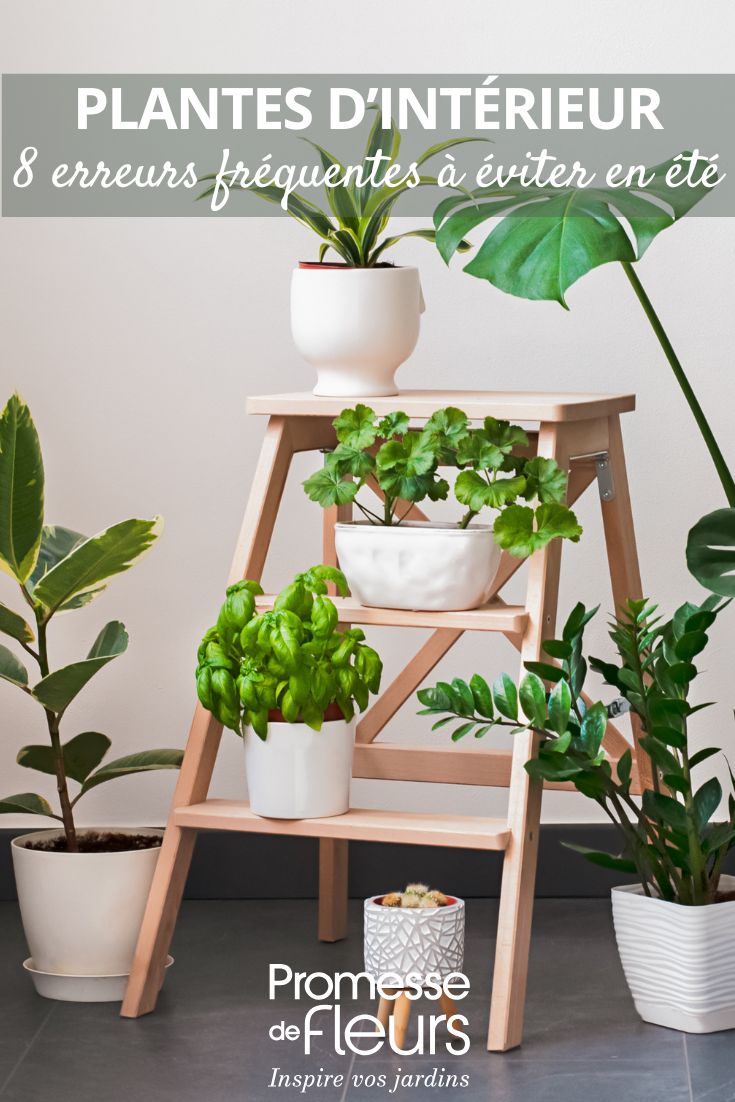Plantas de interior