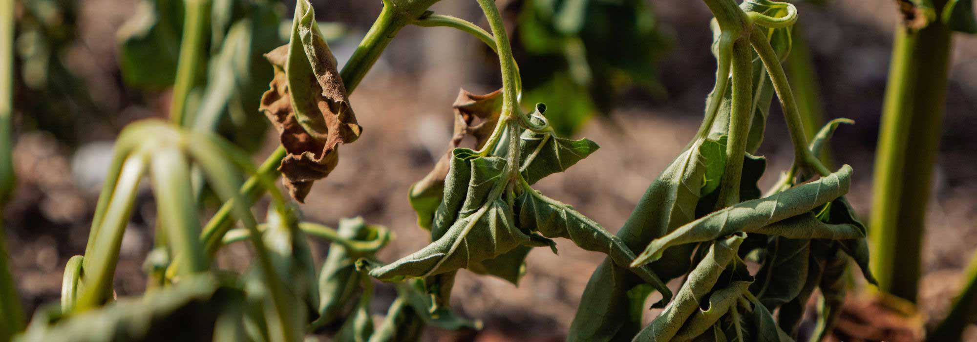 Plantas dañadas por la Sequía: ¿hay que reemplazarlas?