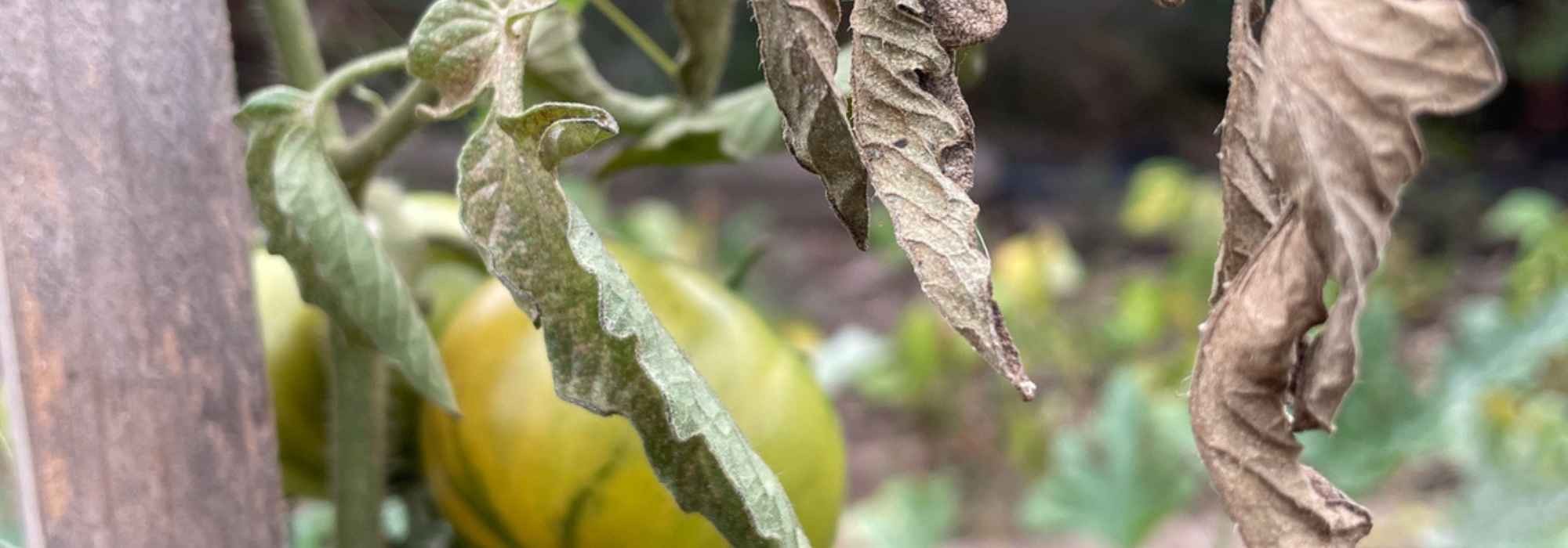 Huerto: ¿qué hacer con las plantas de hortalizas que han sufrido la ola de calor?