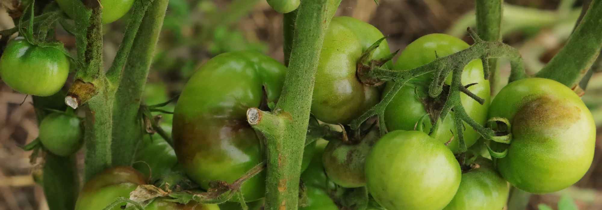 ¿Por qué mis tomates ya no maduran después de un calor intenso?
