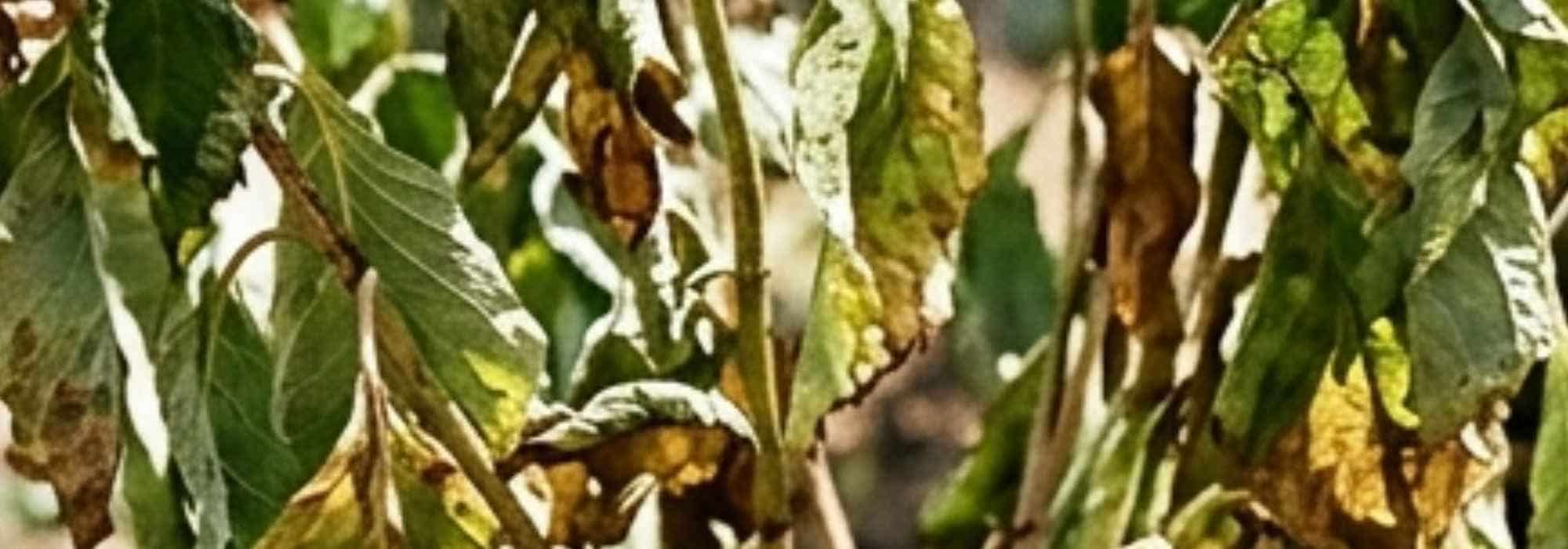 ¿Cómo ayudar a los árboles y arbustos a rebrotar después de un verano seco?