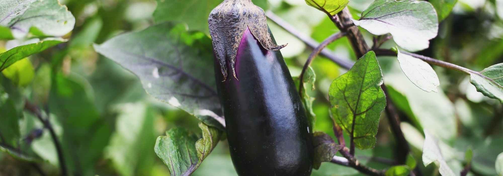 ¿Por qué las plantas de berenjena no dan frutos?