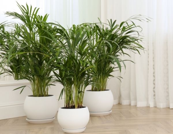 ¿Cómo dividir una planta de interior?