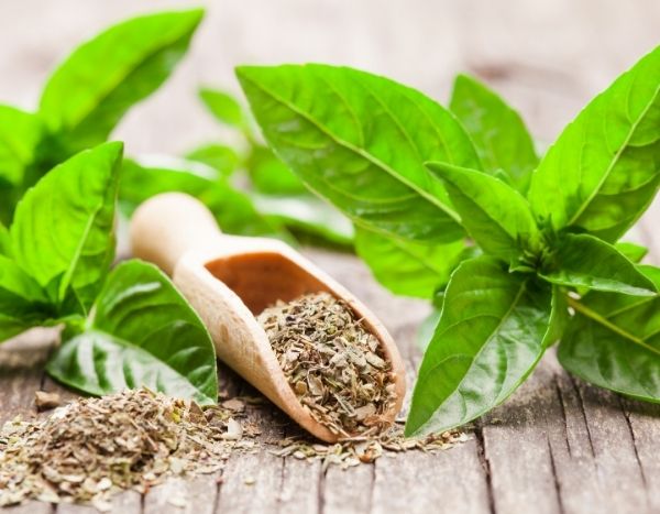 Cómo secar albahaca y conservar su aroma.