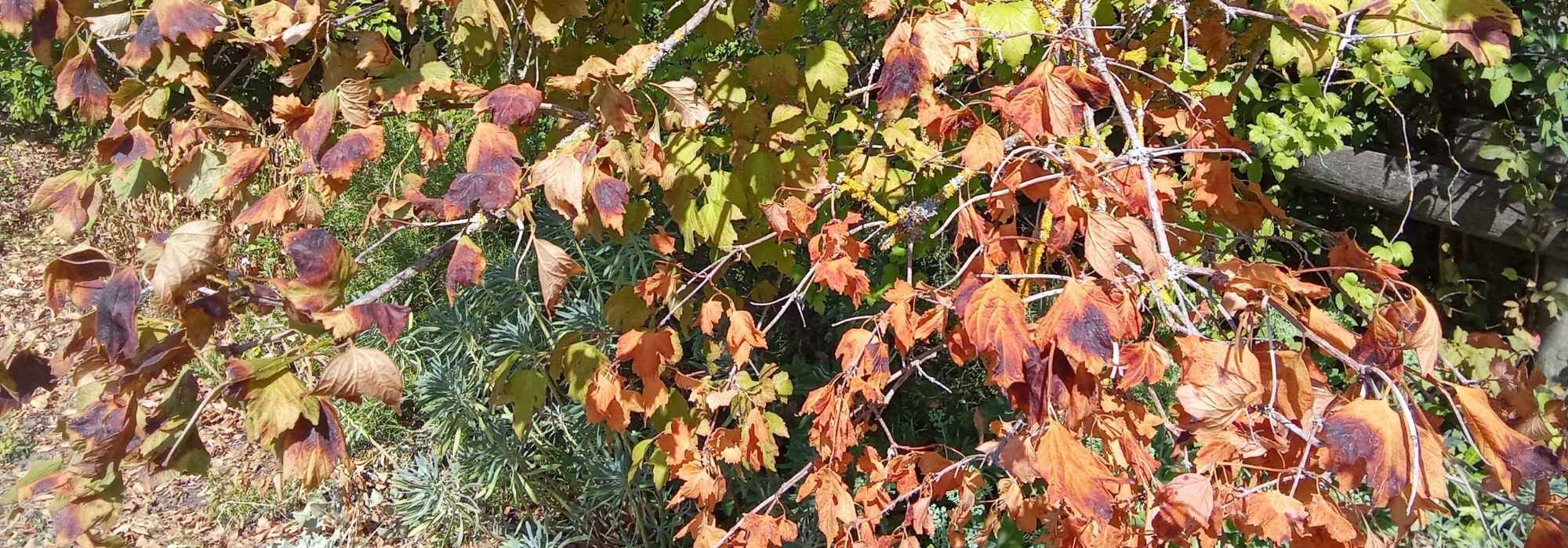 Ola de calor: ¿hay que podar las ramas quemadas por el sol?