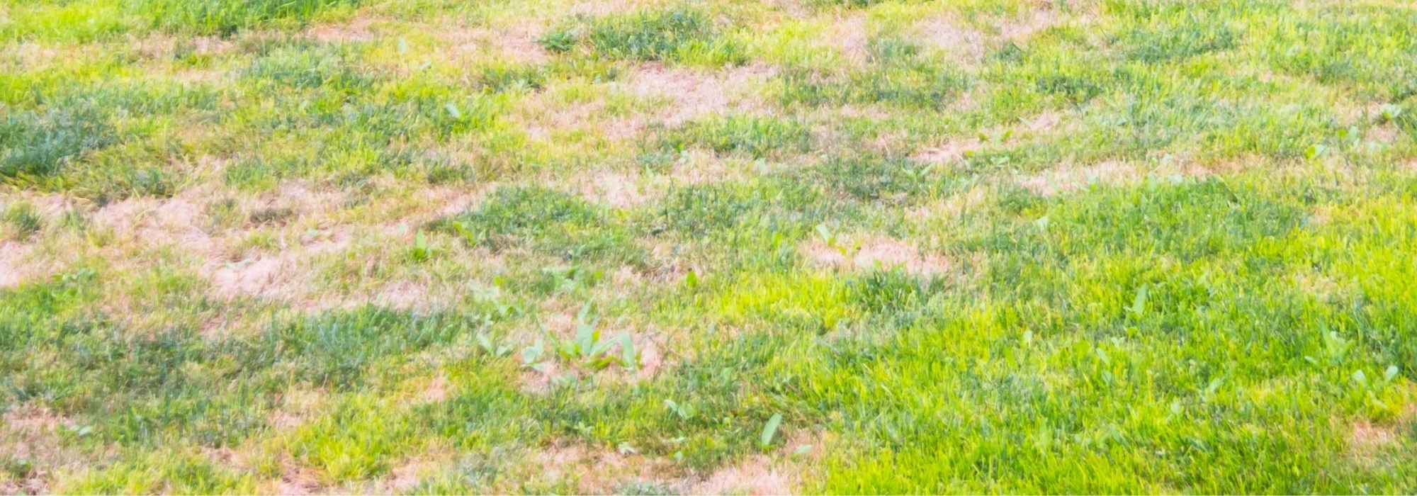 ¿Qué hacer con las malas hierbas que invaden un césped aclarado?