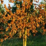 ¿Cómo saber si una planta ha sobrevivido a la ola de calor?