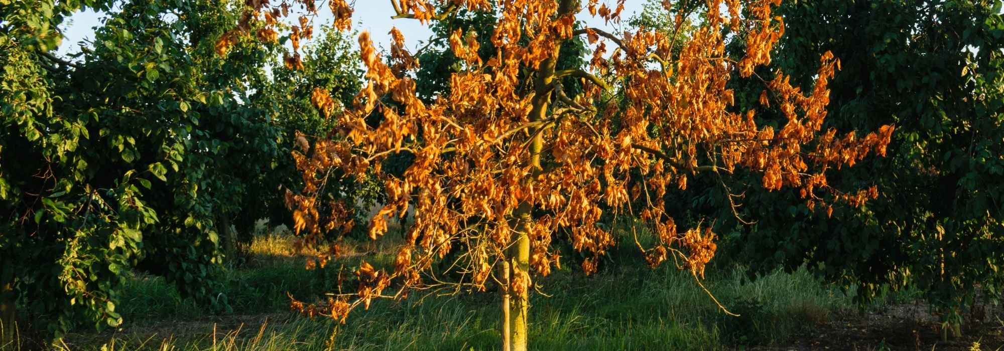 ¿Cómo saber si una planta ha sobrevivido a la ola de calor?