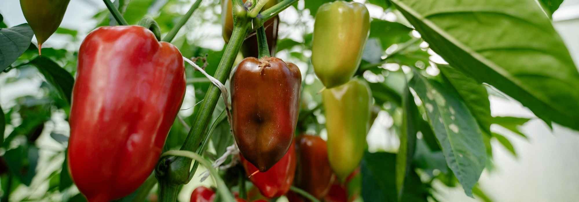 ¿Por qué mis pimientos no dan frutos?
