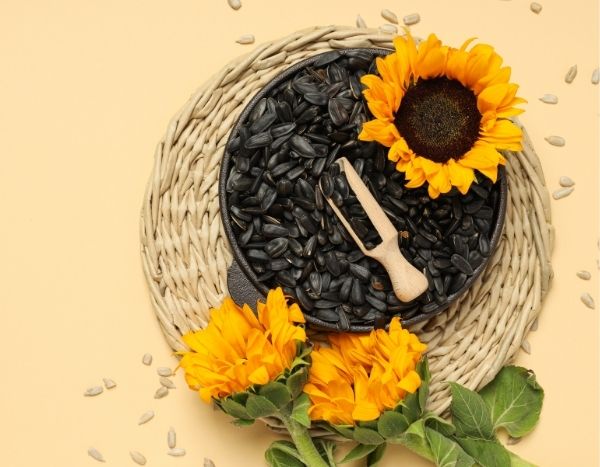 ¿Cómo cosechar y conservar las semillas de girasol?