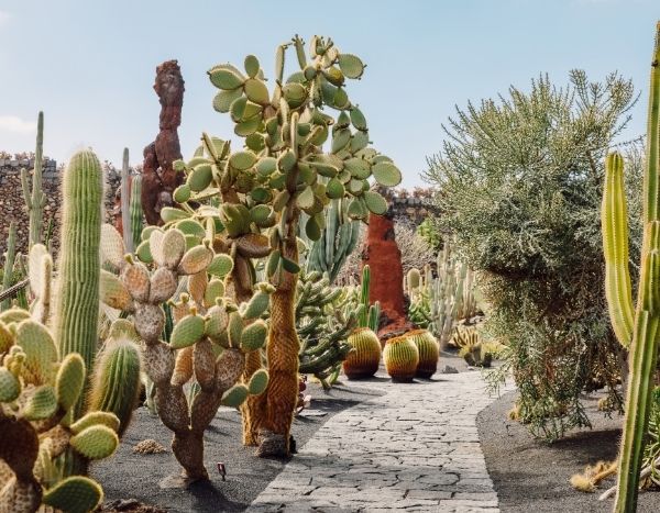 El jardín “chaparral”: entre el jardín californiano y el jardín de garriga