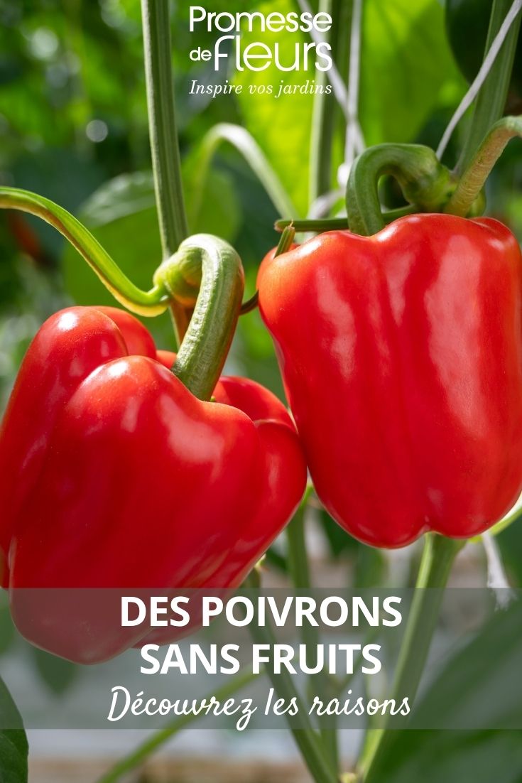 pies de pimientos
