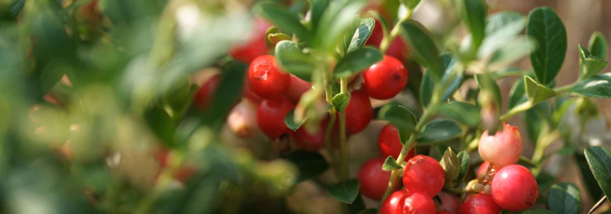 ¿Qué frutos del bosque cosechar en otoño?
