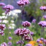 ¿Cómo podar una verbena?