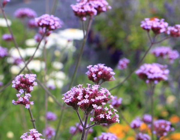 ¿Cómo podar una verbena?