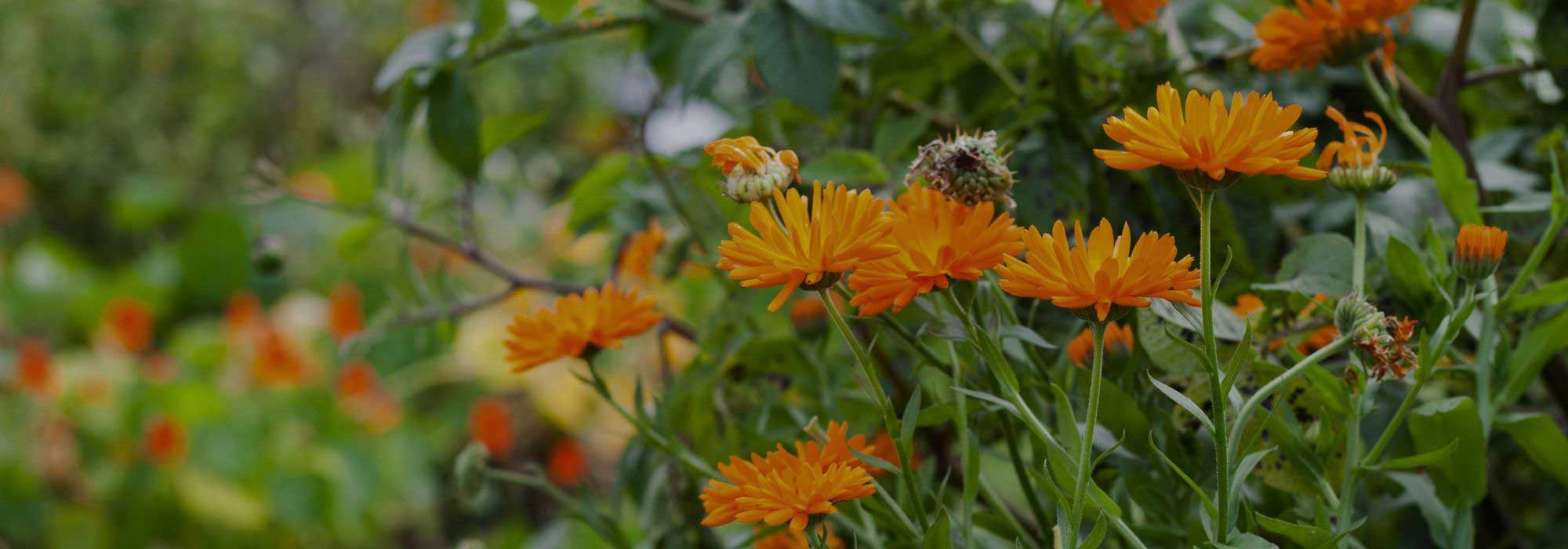 ¿Por qué plantar caléndulas en el huerto?
