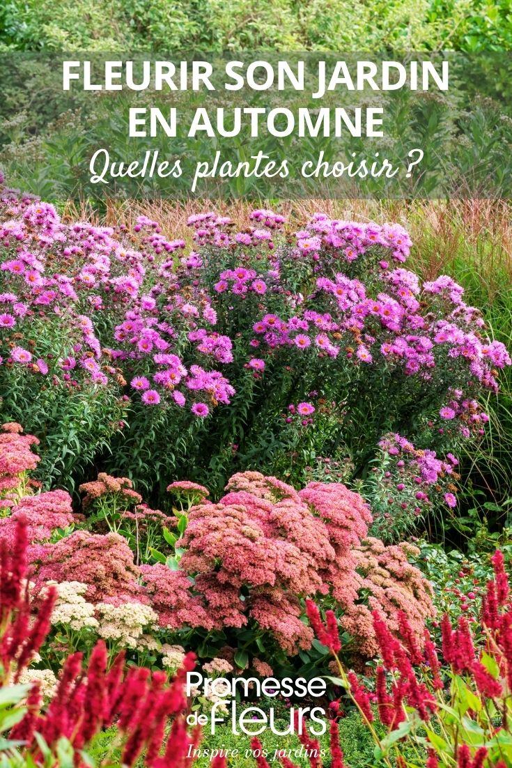 Asteres y plantas con flores de otoño
