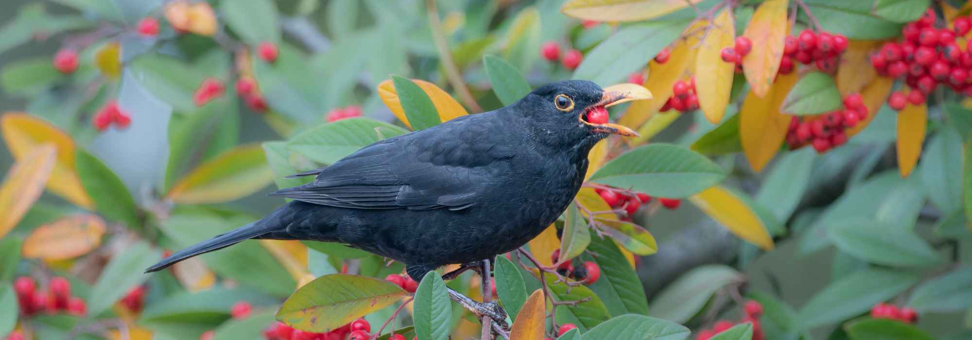 ¿Qué bayas dejar a las aves del jardín en otoño y en invierno?