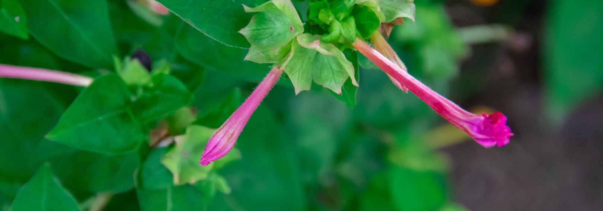 ¿Cómo cuidar una Cuphea para mantenerla en flor durante mucho tiempo?