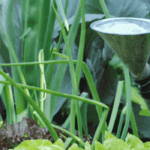 ¿Y si el agua del grifo frenara a los vegetales del huerto?