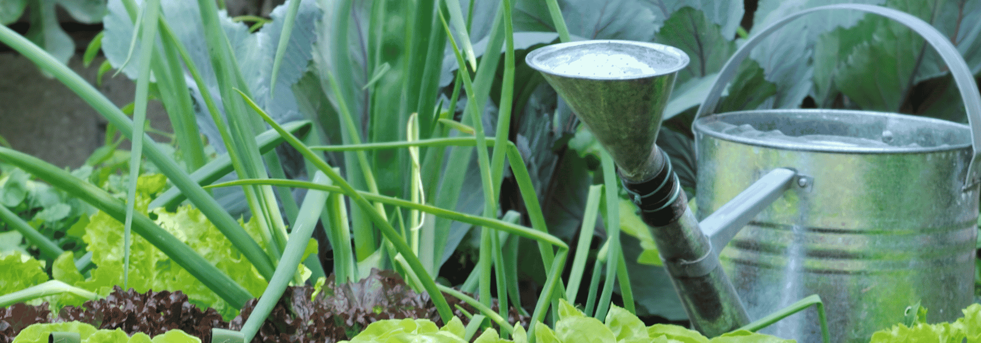 ¿Y si el agua del grifo frenara a los vegetales del Huerto?