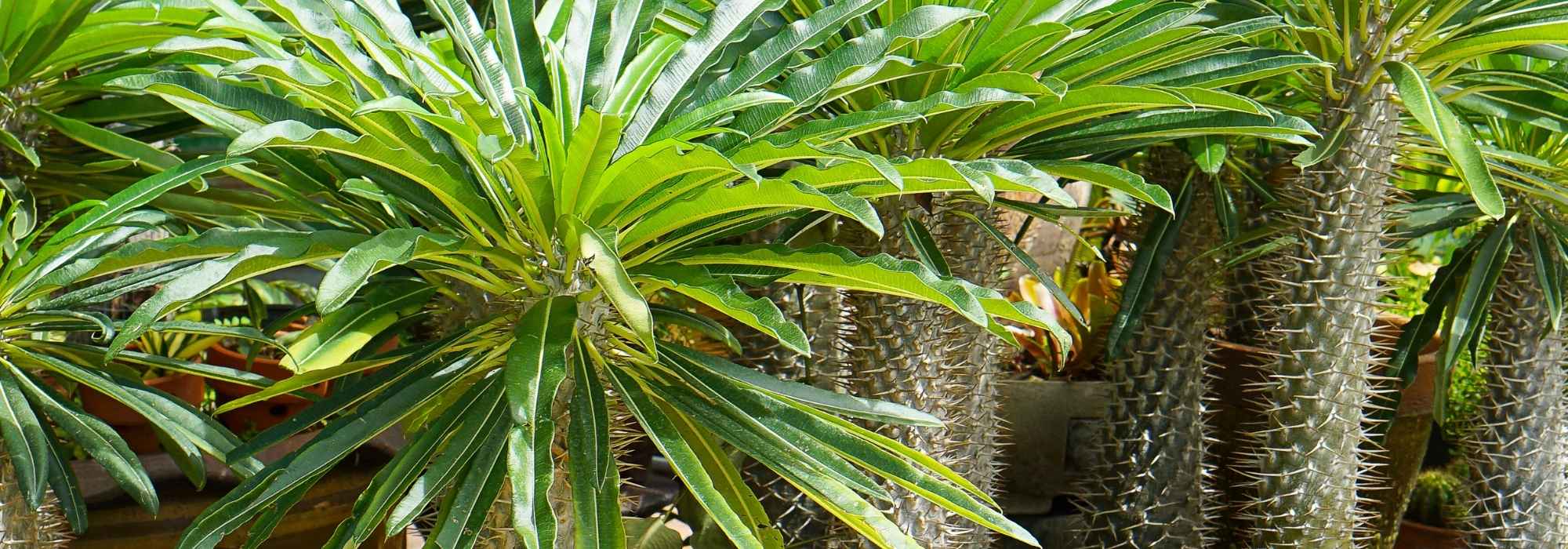 ¿Cómo cuidar un palmera de Madagascar en interior?