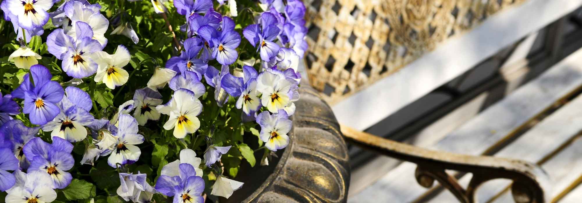 ¿Cómo mantener unas bonitas pensamientos en la jardinera todo el invierno?