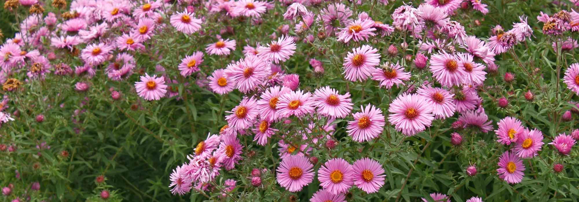 ¿Qué plantas elegir para florecer el jardín en otoño?