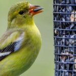 ¿Qué semillas para qué pájaros del jardín?