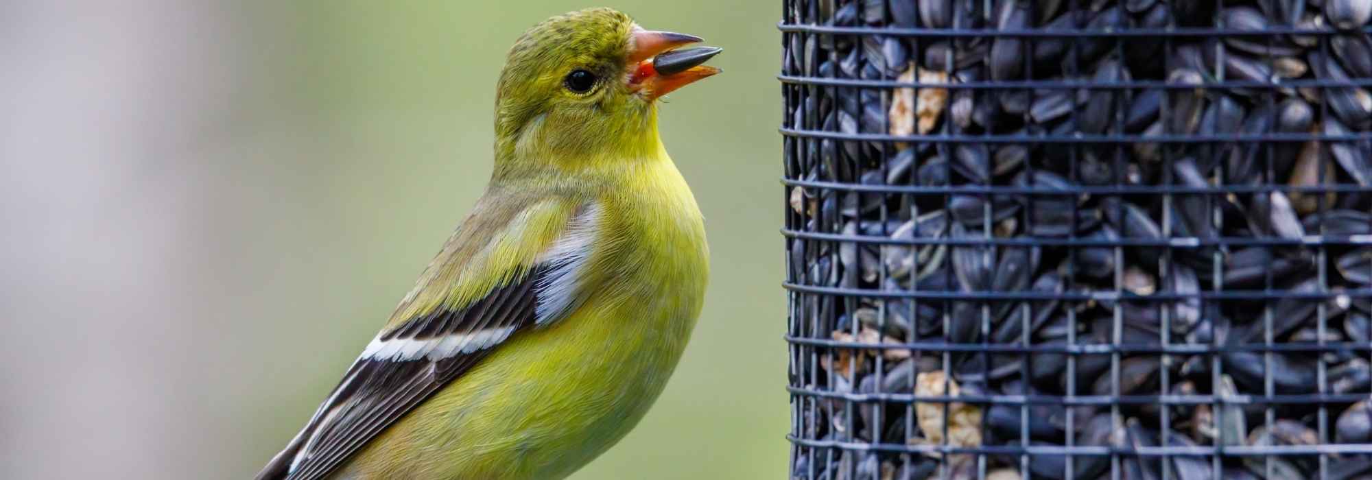 ¿Qué semillas para qué pájaros del jardín?