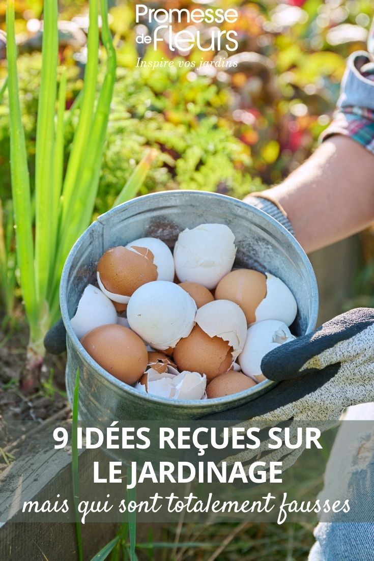 Cáscaras de huevo en el jardín