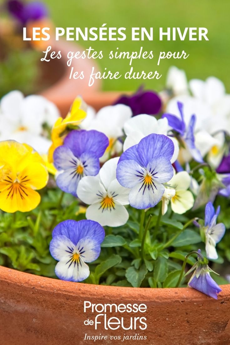 Pensamientos bonitos en invierno