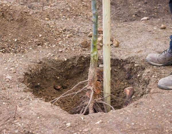 ¿Cómo preparar un hoyo de plantación para evitar el efecto «maceta»?