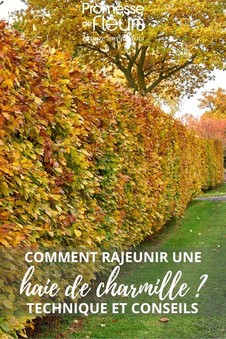 Seto de Carpinus betulus