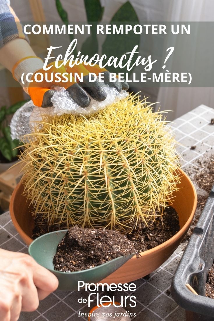 trasplante de un Echinocactus