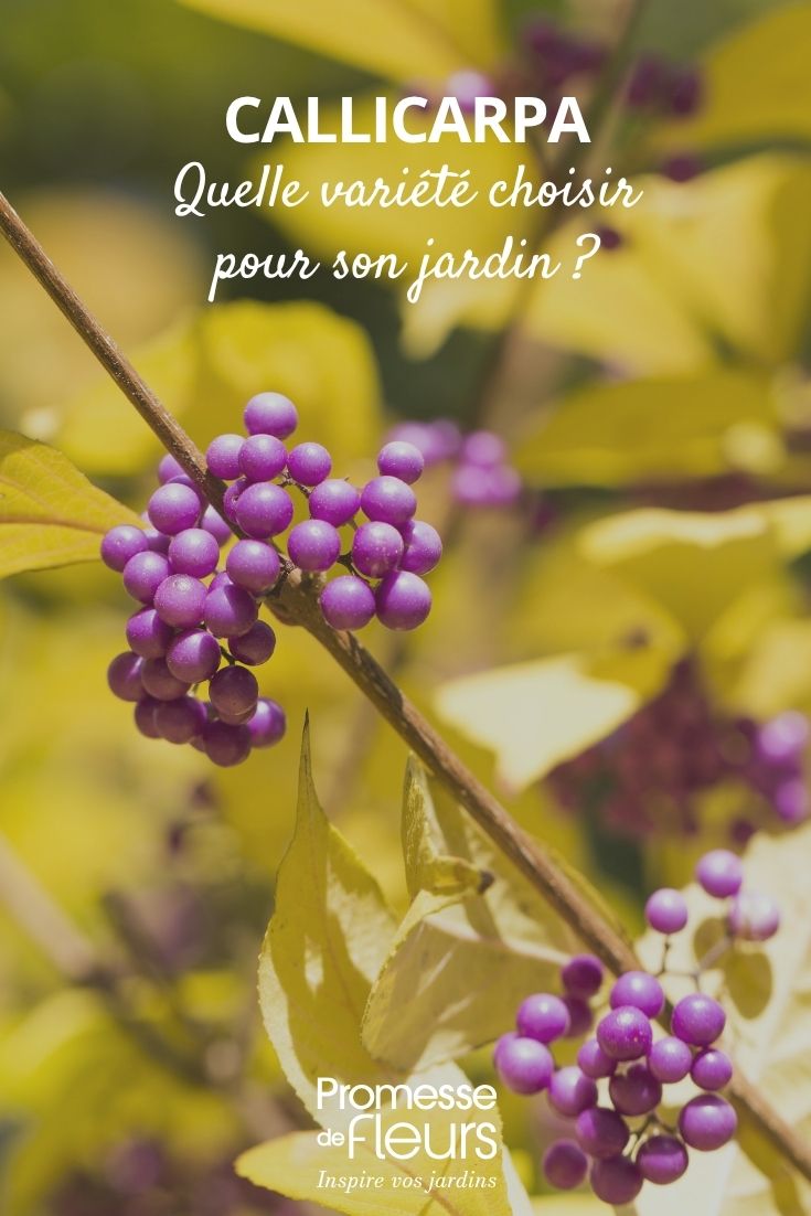 bayas de callicarpa
