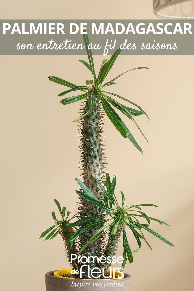 Palmera de Madagascar en macetas
